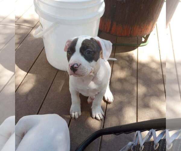 Medium Photo #18 American Bully Puppy For Sale in FRIDLEY, MN, USA