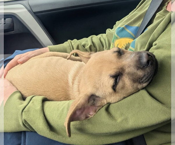 Medium Photo #5 Mutt Puppy For Sale in Bellevue, WA, USA