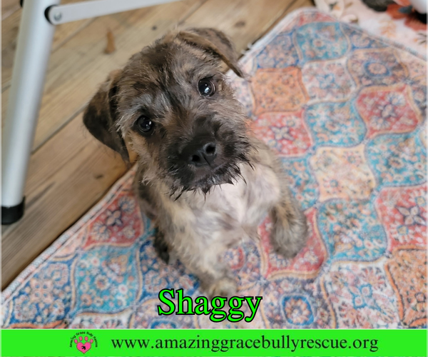 Medium Photo #2 Mutt Puppy For Sale in Pensacola, FL, USA