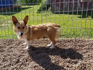 Mother of the Pembroke Welsh Corgi puppies born on 01/14/2019