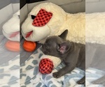 Puppy Puppy 1 French Bulldog