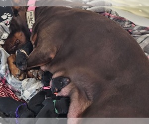 Doberman Pinscher Litter for sale in ALLIANCE, OH, USA