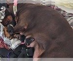 Image preview for Ad Listing. Nickname: Litter of 6