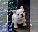 Small Photo #2 French Bulldog Puppy For Sale in WILDOMAR, CA, USA