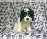 Small #5 Cavapoo