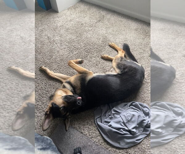 Medium Photo #3 German Shepherd Dog Puppy For Sale in LOGANVILLE, GA, USA