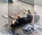 Small #2 German Shepherd Dog