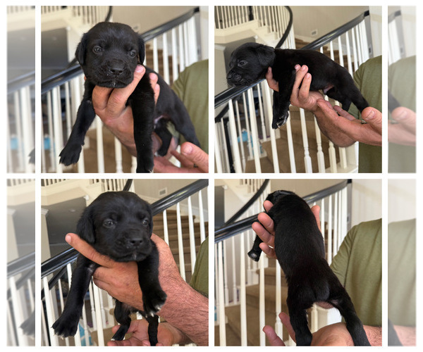 Medium Photo #2 Cane Corso Puppy For Sale in LIVERMORE, CA, USA