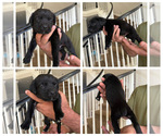 Small Photo #15 Cane Corso Puppy For Sale in LIVERMORE, CA, USA