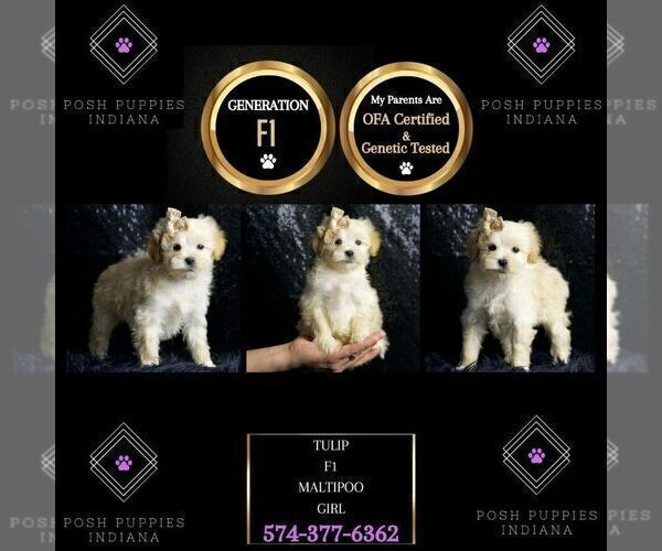 Medium Photo #2 Maltipoo Puppy For Sale in WARSAW, IN, USA