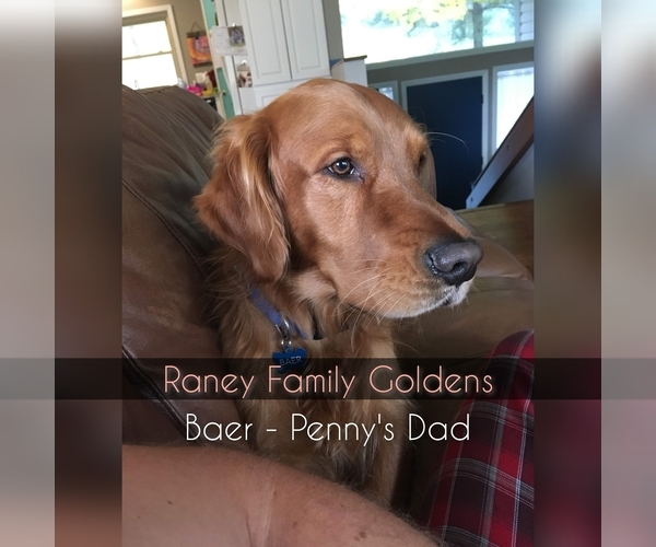 Medium Photo #5 Golden Retriever Puppy For Sale in LABADIE, MO, USA