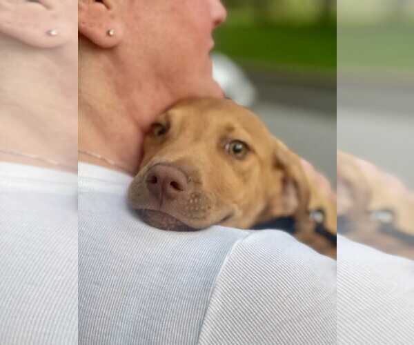 Medium Photo #2 Mutt Puppy For Sale in Mount Laurel, NJ, USA