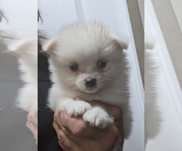 Medium Photo #1 Pomeranian Puppy For Sale in SPOTSYLVANIA, VA, USA