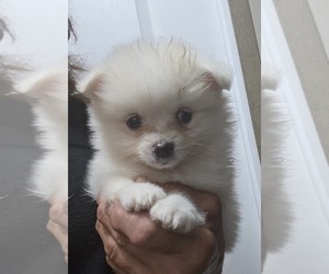 Pomeranian Puppy for sale in SPOTSYLVANIA, VA, USA