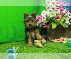 Yorkshire Terrier Puppy for Sale in HICKORY, North Carolina USA