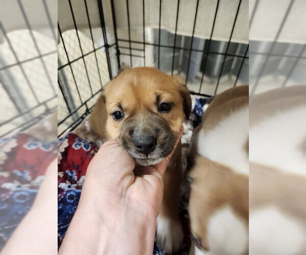 Medium Photo #1 American Pit Bull Terrier Puppy For Sale in Ocala, FL, USA