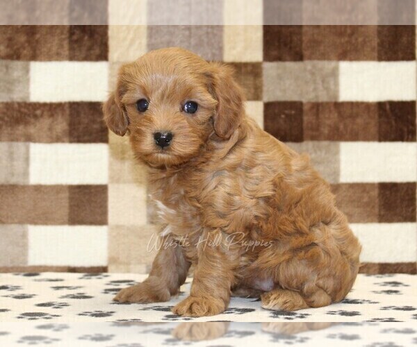 Medium Photo #4 Cavapoo (Miniature) Puppy For Sale in DENVER, PA, USA