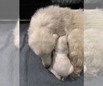 Small #21 Great Pyrenees Mix