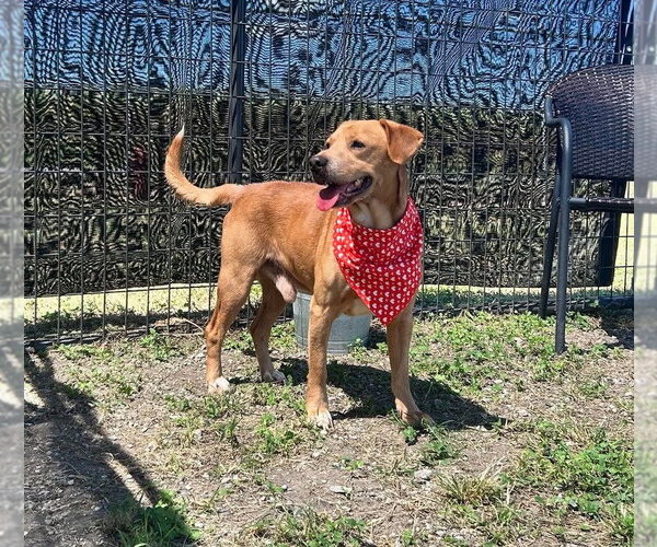 Medium Photo #2 Mutt Puppy For Sale in Abbeville, LA, USA