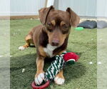 Small #2 Beagle Mix