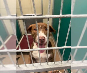 Mutt Dogs for adoption in Texas City, TX, USA