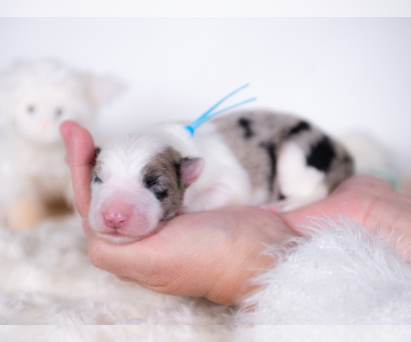 Medium Photo #3 Border Collie Puppy For Sale in CONWAY, MO, USA