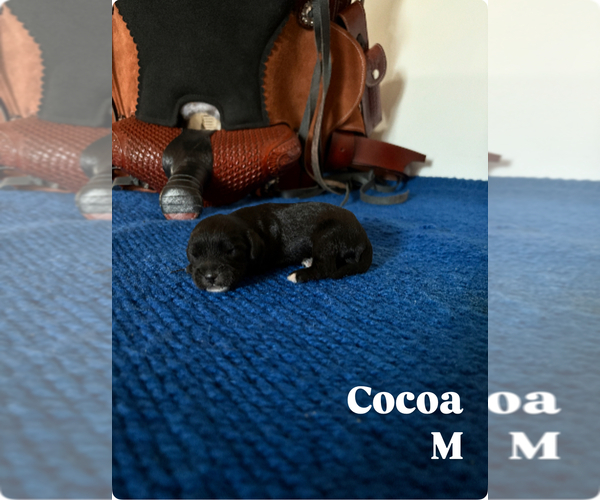Medium Photo #4 Cavapoo Puppy For Sale in NEW LEXINGTON, OH, USA