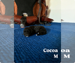 Small #3 Cavapoo