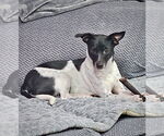 Small #2 Rat Terrier