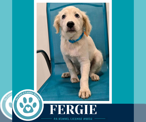 Medium Photo #5 Aussiedor Puppy For Sale in Kimberton, PA, USA