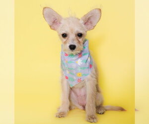 Chi-Poo (Toy) Dogs for adoption in Phoenix, AZ, USA