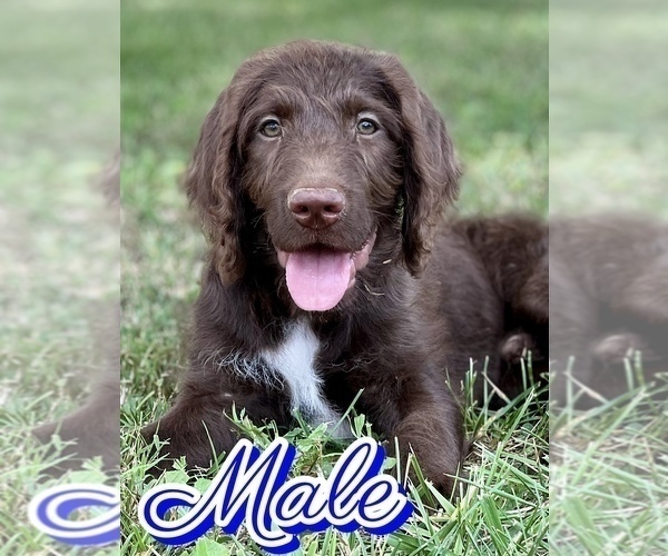 Medium Photo #3 Labradoodle Puppy For Sale in BURNS, TN, USA
