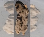 Small Photo #3 Australian Shepherd Puppy For Sale in RAYMORE, MO, USA