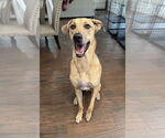 Small #3 Catahoula Leopard Dog Mix