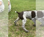 Small #9 German Shorthaired Pointer