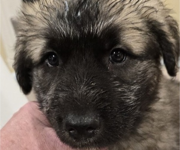 Medium Photo #3 Alaskan Malamute-Mastiff Mix Puppy For Sale in OMAHA, NE, USA