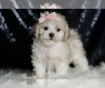 Small #2 Maltipoo