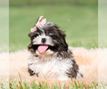 Small Photo #19 Shih Tzu Puppy For Sale in WARSAW, IN, USA