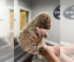 Small Photo #3 Goldendoodle Puppy For Sale in FRANKSTON, TX, USA
