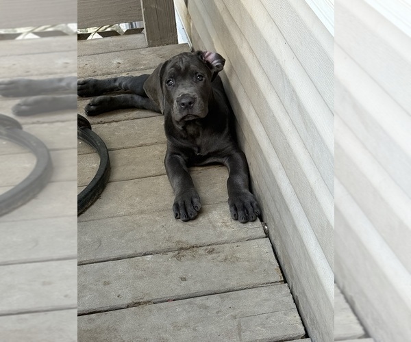 Medium Photo #1 Cane Corso Puppy For Sale in NEW TAZEWELL, TN, USA