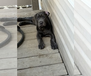 Cane Corso Puppy for sale in NEW TAZEWELL, TN, USA
