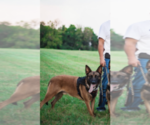 Small Photo #7 Malinois Puppy For Sale in AFTON, VA, USA