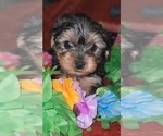 Small Photo #49 Yorkshire Terrier Puppy For Sale in AKRON, OH, USA