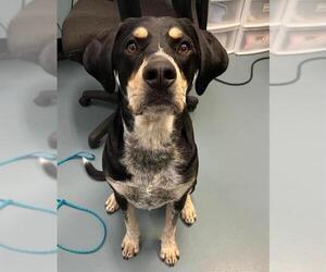 Bluetick Coonhound-Unknown Mix Dogs for adoption in London, Ontario, Canada