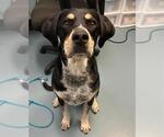 Small Bluetick Coonhound Mix