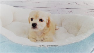 Maltipoo-Unknown Mix Puppy for sale in LA MIRADA, CA, USA