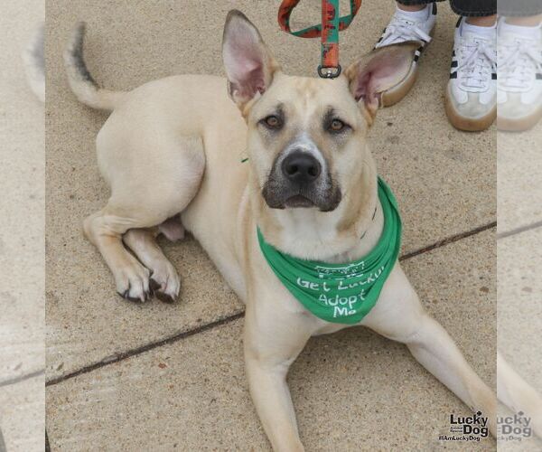 Medium Photo #3 Mutt Puppy For Sale in Washington, DC, USA