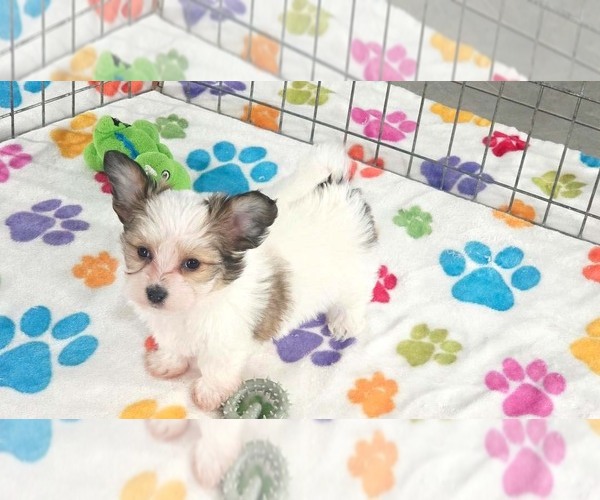 Medium Photo #2 Papitese Puppy For Sale in ORO VALLEY, AZ, USA