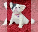 Small Photo #132 French Bulldog Puppy For Sale in ORLANDO, FL, USA
