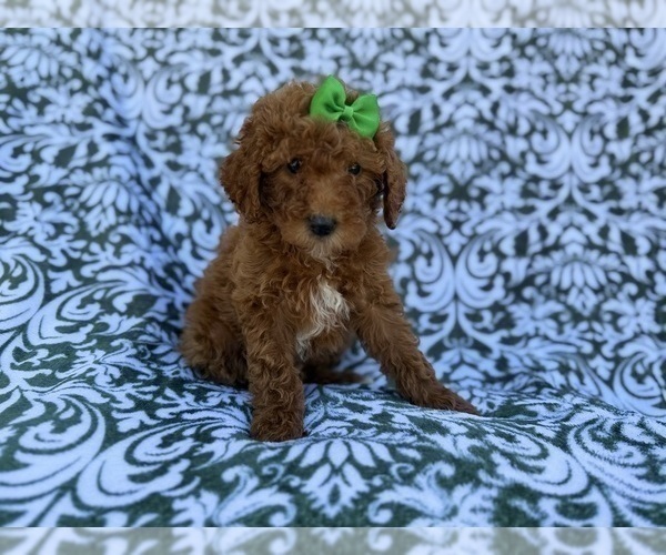 Medium Photo #4 Cavapoo (Miniature) Puppy For Sale in LAKELAND, FL, USA